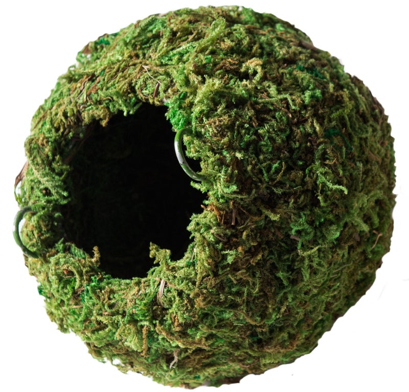 Galapagos GalÃ¡pagos (05348) Mossy Cave Hide, 6", Green Sphagnum - Image 1